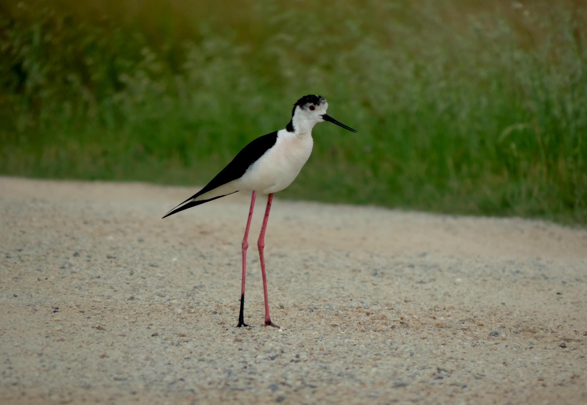 d couverte de l inventaire de la faune du marais Breton Vend en