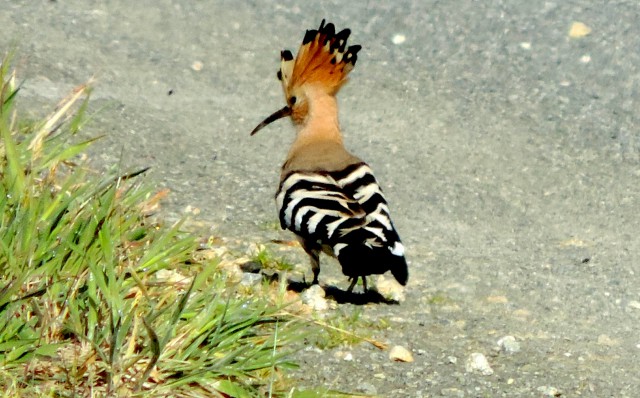 d couverte de l inventaire de la faune du marais Breton Vend en