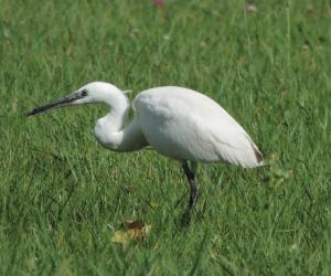 Aigrette 2 3