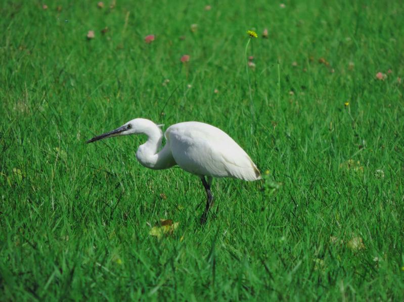Aigrette 2 4