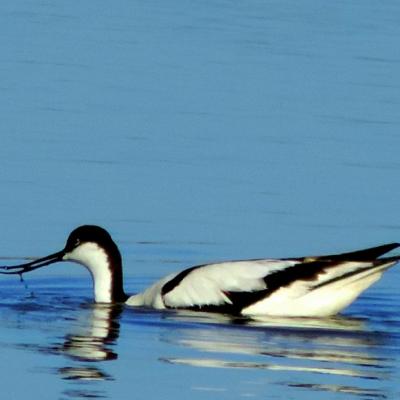 Avocette elegante recurvirostra avosetta