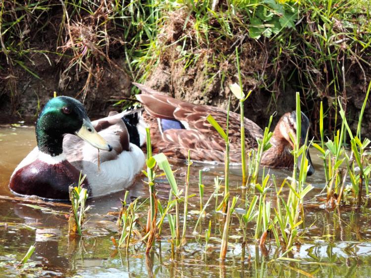 Canard col vert