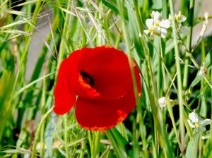 Coquelicot