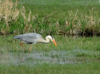 Heron