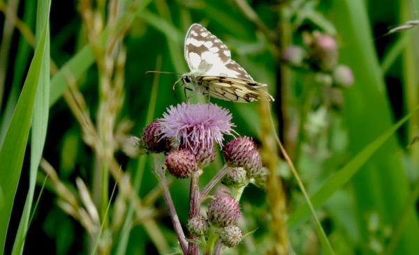 Melanargia galathea