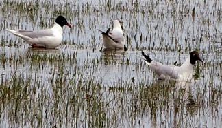 Mouette rieuse