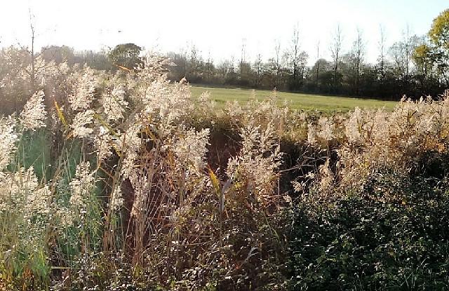 Phragmites australis