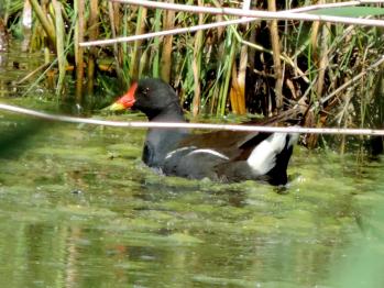 Poule d eau 2