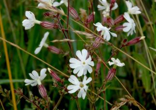 Stellaria